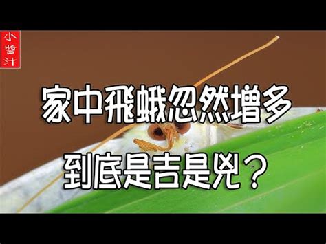 家門口有蛾|飛蛾入宅何時最兇？